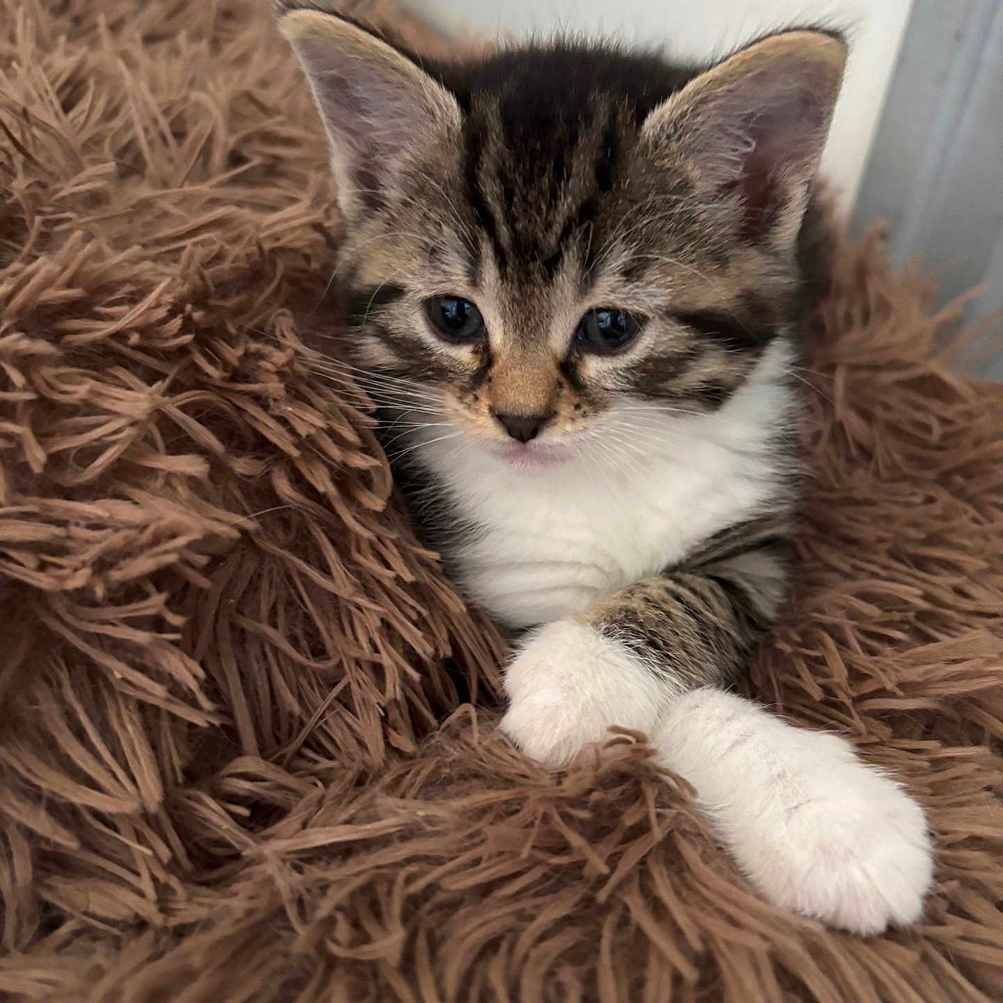 Tchoupete a rejoint le concours — aidez-le/la à gagner de superbes lots ! adorable, animal, blanket, cat, closeup, cozy, cute, fluffy, fur, indoor, kitten, mammal, paws, pet, resting, sleepy, soft, tabby, whiskers, young