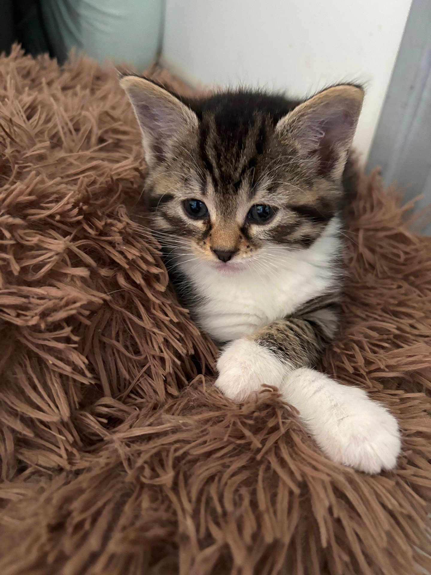 Tchoupete a rejoint le concours — aidez-le/la à gagner de superbes lots ! kitten, tabby, cat, pet, animal, cute, fluffy, cozy, blanket, fur, whiskers, paws, indoor, young, resting, closeup, adorable, sleepy, soft, mammal