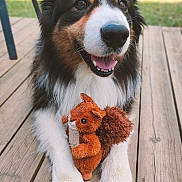 Nox participe au concours pour gagner de l'argent avec cette photo : dog, animal, pet, plush_toy, squirrel_toy, wooden_deck, outdoor, smiling, fur, paws, black_brown_white, happy, tongue, closeup, nature, greenery, playful, cute, domestic_animal, daylight