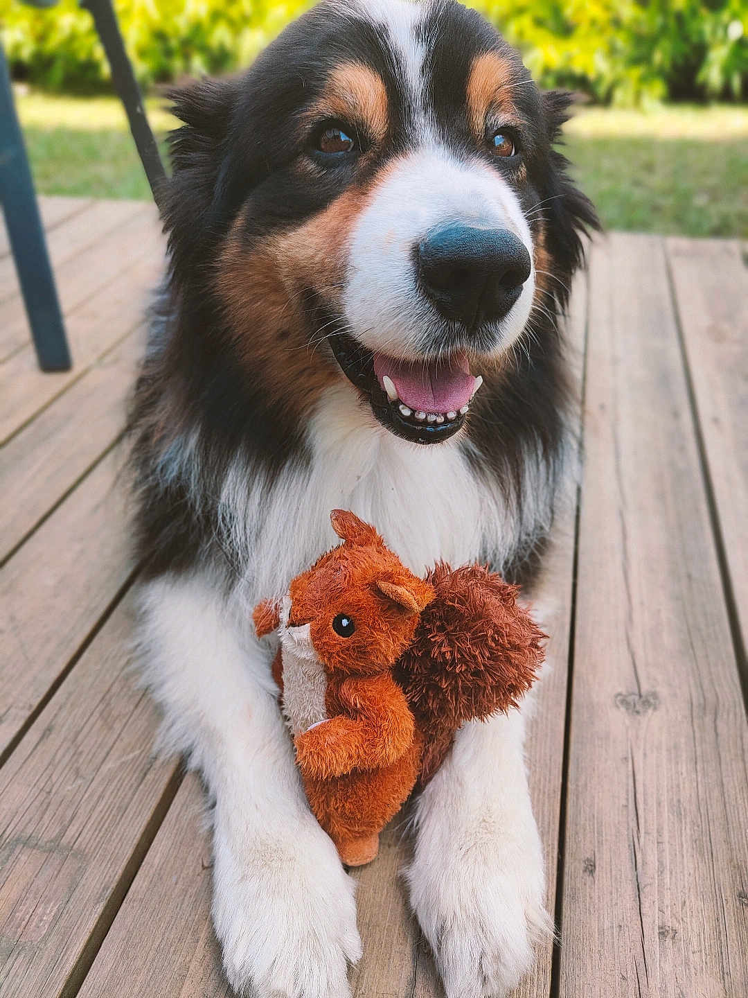 Nox participe au concours pour gagner de l'argent avec cette photo : dog, animal, pet, plush_toy, squirrel_toy, wooden_deck, outdoor, smiling, fur, paws, black_brown_white, happy, tongue, closeup, nature, greenery, playful, cute, domestic_animal, daylight