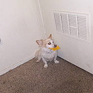 Ghostt is registered to the contest to win money with this photo: dog, small_dog, indoor, carpet, white_wall, corner, chip, snack, pet, animal, floor, mouth, cute, fur, ears, sitting, looking_up, light, shadow, vent