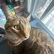 Benny is registered to the contest to win money with this photo: cat, tabby, indoor, closeup, green_eyes, curious, pet, feline, window, sunlight, glass_door, household_items, clutter, container, brick, floor, shadow, fur, ears, whiskers