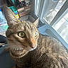 cat, tabby, indoor, closeup, green_eyes, curious, pet, feline, window, sunlight, glass_door, household_items, clutter, container, brick, floor, shadow, fur, ears, whiskers