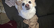 Ghost joined the competition — help win amazing prizes! dog, white_dog, tan_dog, pet, indoor, blanket, couch, glasses, looking_up, curious, fur, cozy, resting, home, animal, companion, living_room, soft_texture, relaxed, cute