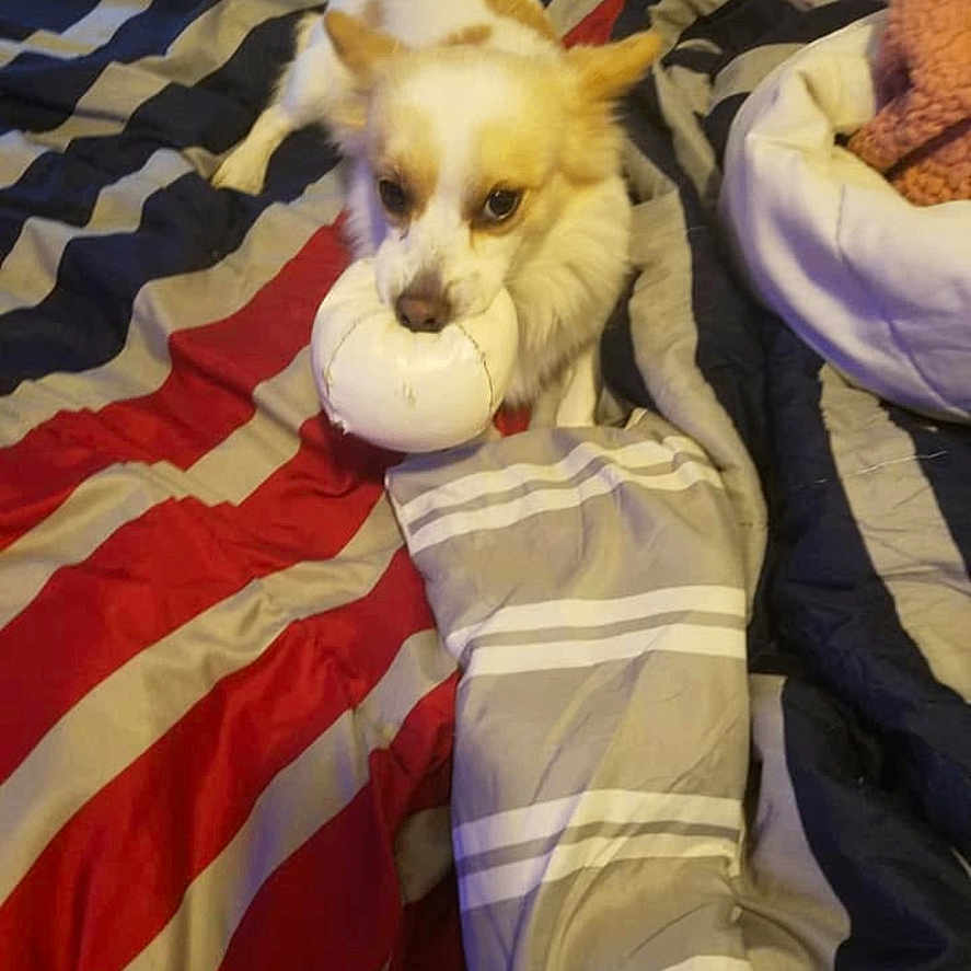 Ghost