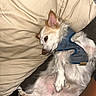 Ghost is registered to the contest to win money with this photo: dog, small_dog, white_fur, tan_patches, blue_harness, pillow, beige_pillow, couch, resting, relaxed, pet, indoor, fur, sleepy, paw, snout, ear, animal, domestic, companion
