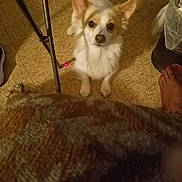 Ghost joined the competition — help win amazing prizes! dog, small_dog, indoor, floor, tile_floor, metal_chair_leg, trash_can, foot, blanket, looking_up, ears, pet, animal, brown_and_white, cute, domestic_animal, companion, waiting, flooring, home