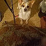 dog, small_dog, indoor, floor, tile_floor, metal_chair_leg, trash_can, foot, blanket, looking_up, ears, pet, animal, brown_and_white, cute, domestic_animal, companion, waiting, flooring, home