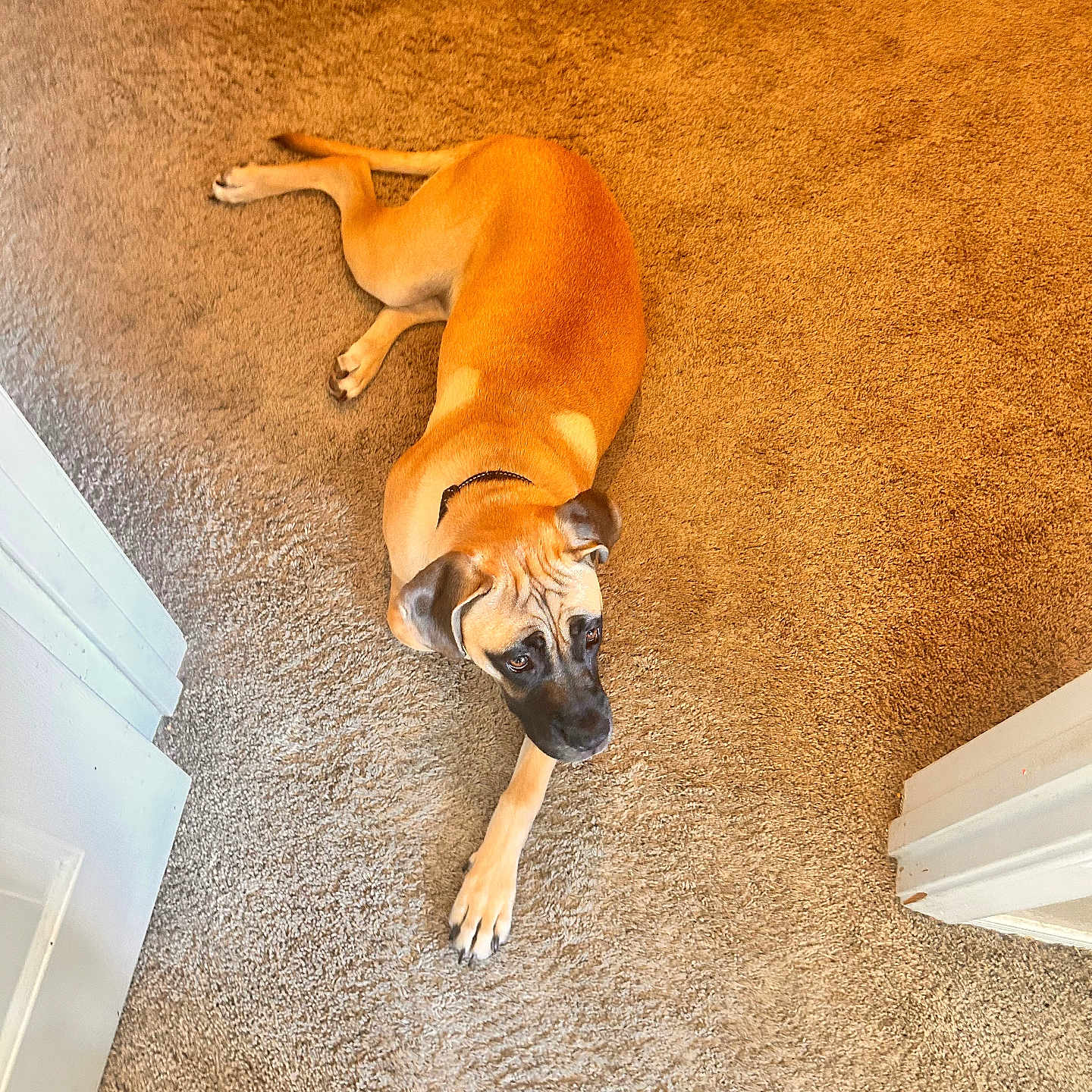 Brutus