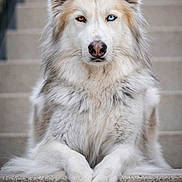 Ulysse participe au concours pour gagner de l'argent avec cette photo : alert, animal, brown, canine, closeup, dog, ears, face, fluffy, fur, heterochromia, looking, nose, outdoor, paw, pet, portrait, sitting, stairs, white
