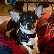 Spike joined the competition — help win amazing prizes! animal, black_and_white, blanket, chihuahua, collar, companion, couch, cozy, cute, dog, ears, furniture, home, indoor, name_tag, patterned, pet, red, relaxed, small_dog