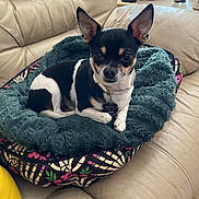 Spike joined the competition — help win amazing prizes! black_and_white, chihuahua, collar, couch, cozy, dog, ears, eyes, indoor, leather_sofa, living_room, looking_at_camera, paw, pet, pet_bed, pet_tag, plush_bed, portrait, resting, small_dog