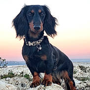Razmotte participe au concours pour gagner de l'argent avec cette photo : dog, dachshund, long_hair, pet, animal, outdoor, rock, sunset, nature, collar, fur, mammal, portrait, cute, canine, standing, grass, sky, landscape, small_dog