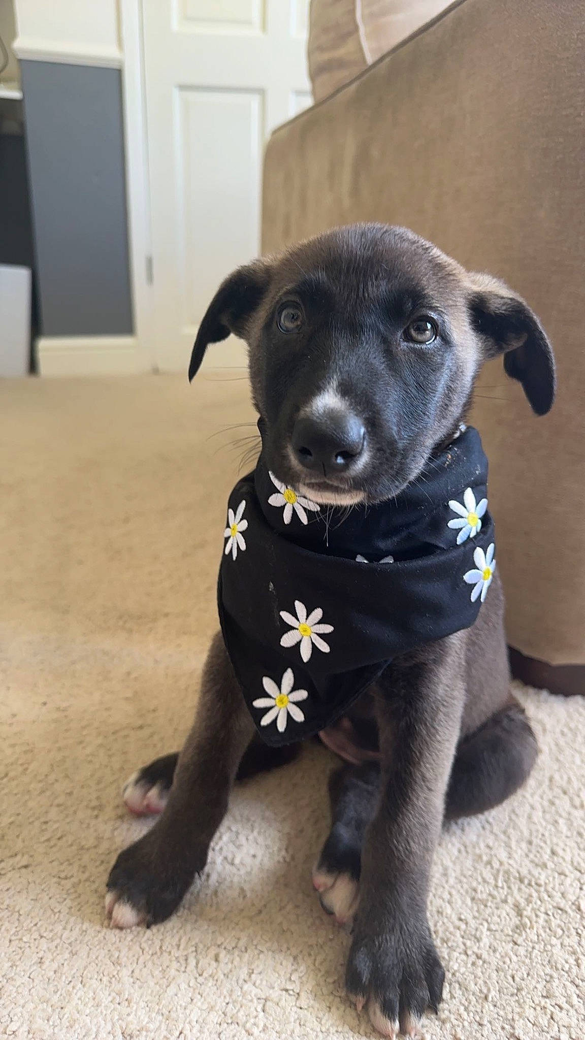 Daisy joined the competition — help win amazing prizes! borador, canidae, carnivore, collar, companion_dog, dog, dog_breed, dog_collar, dog_supply, eye, fawn, flooring, fur, pet_supply, snout, sporting_group, tail, toy_dog, whiskers, working_animal