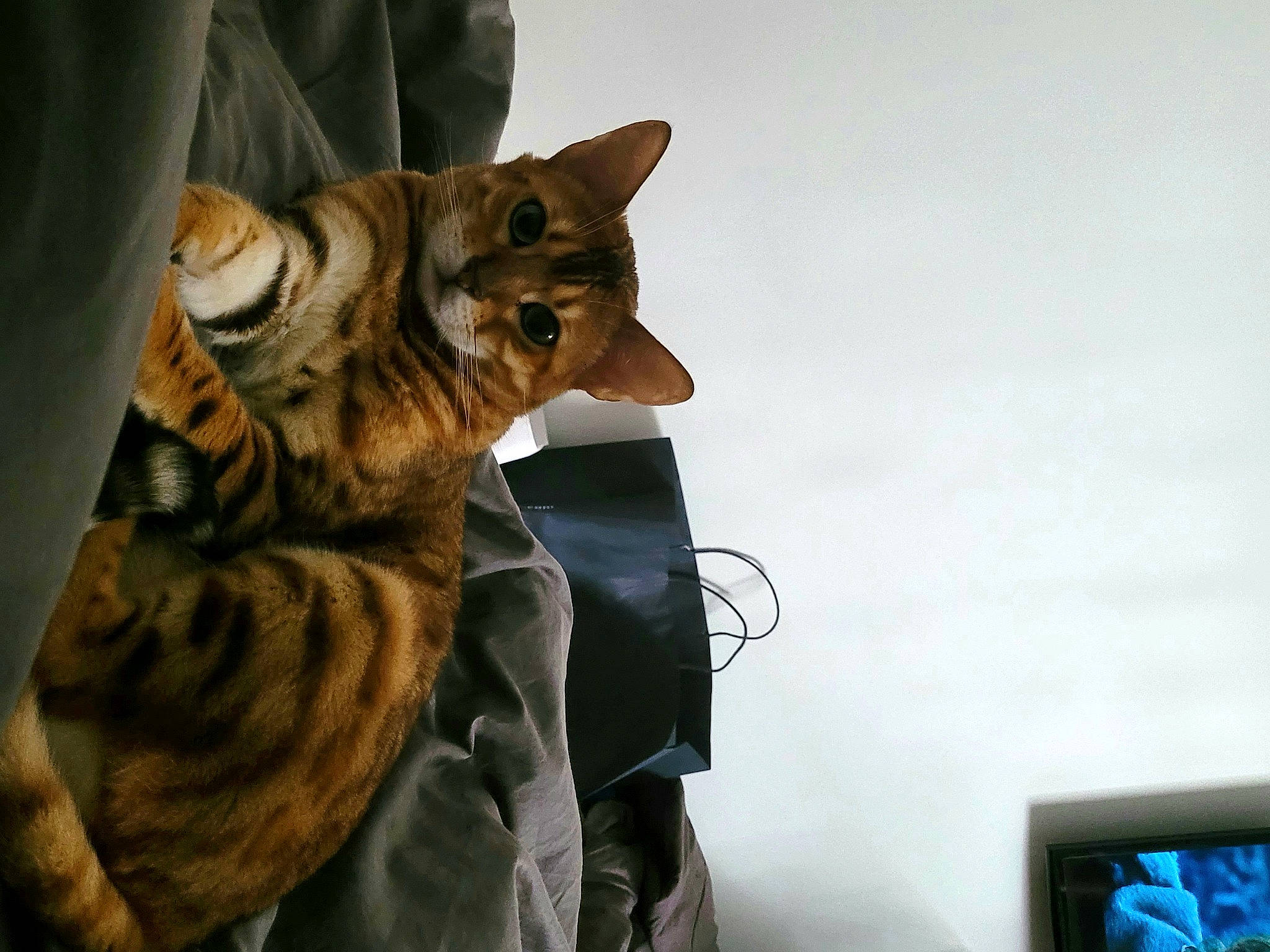 Fidji a rejoint le concours — aidez-le/la à gagner de superbes lots ! big_cats, carnivore, cat, domestic_short_haired_cat, elbow, felidae, fur, gesture, head, human_leg, metal, sitting, sky, small_to_medium_sized_cats, snout, tail, terrestrial_animal, tiger, whiskers, wildlife