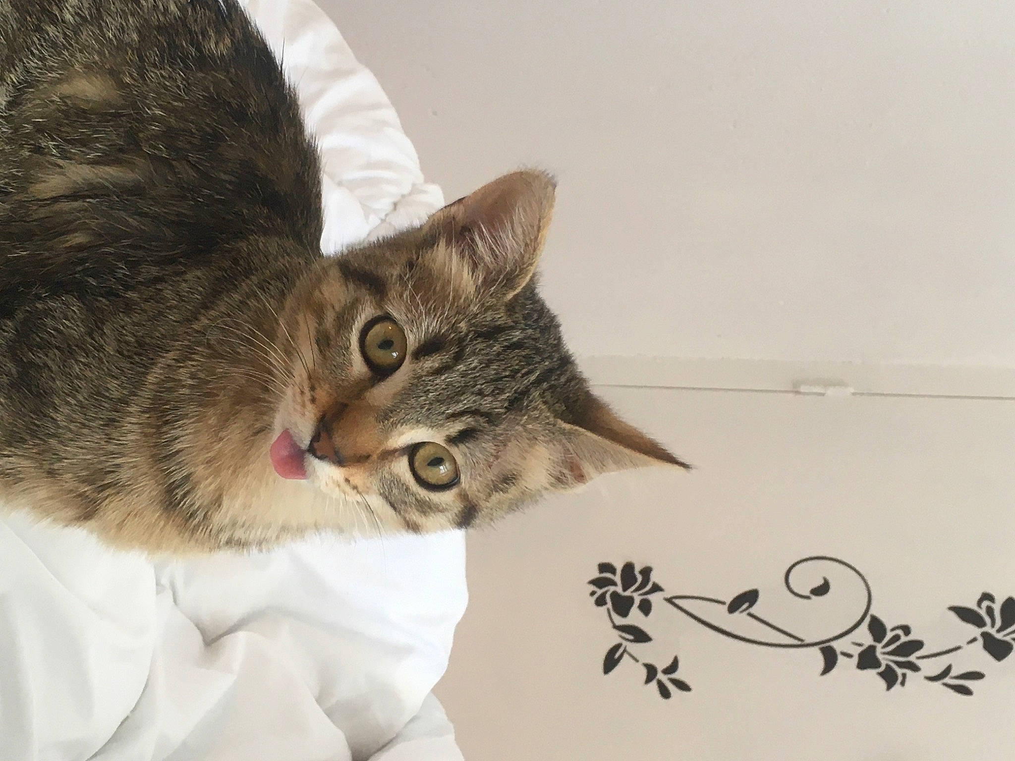 Siska participe au concours pour gagner de l'argent avec cette photo : carnivore, cat, claw, domestic_short_haired_cat, ear, felidae, fur, handwriting, paw, plant, small_to_medium_sized_cats, snout, tail, terrestrial_animal, tree, twig, visual_arts, whiskers, wildlife