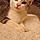 Assia