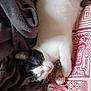 animal, black_and_white, blanket, brown, cozy, cute, domestic_cat, fur, indoor, kitten, nap, patterned, paw, pink, resting, sleeping, soft, toy, whiskers, white