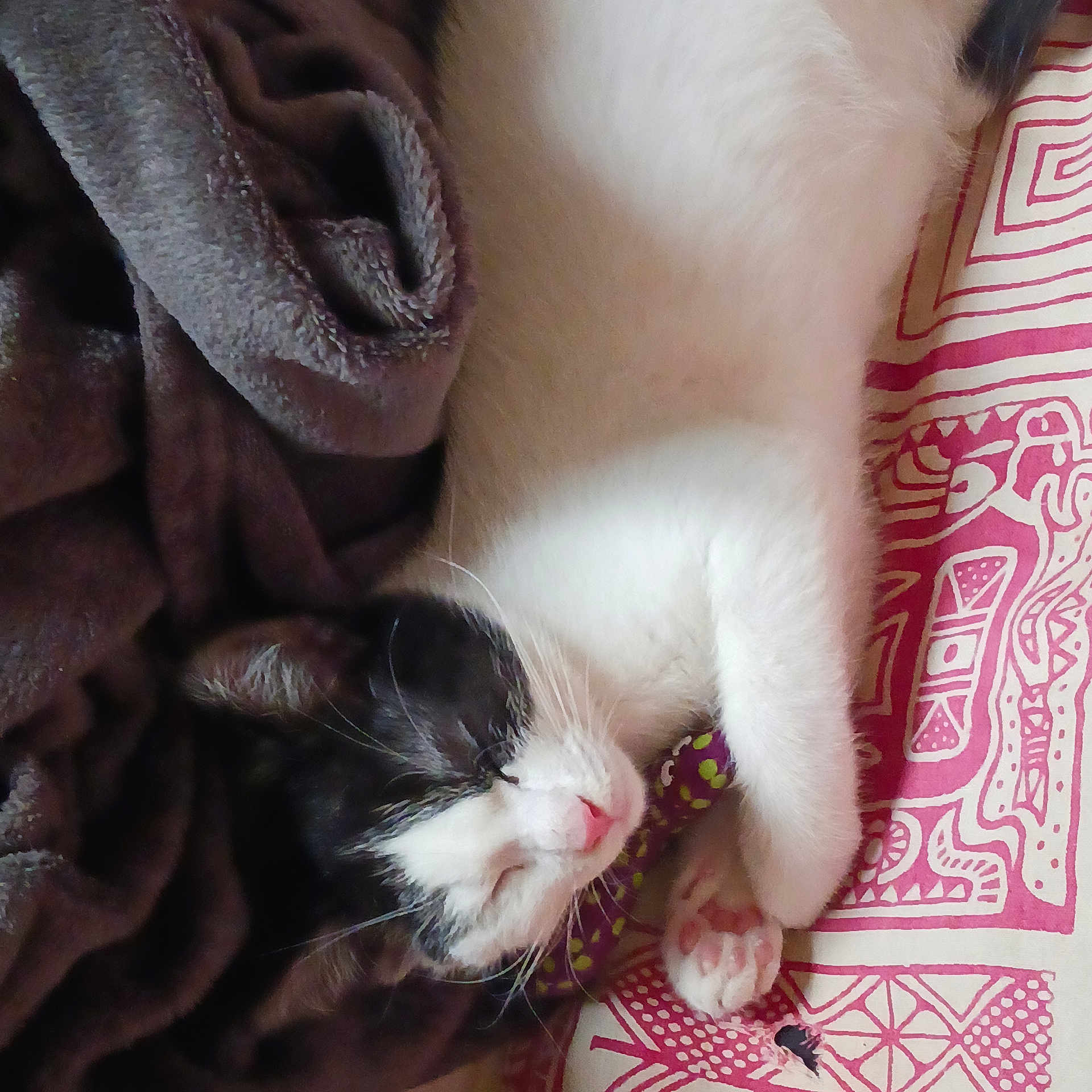 Amaîl participe au concours pour gagner de l'argent avec cette photo : animal, black_and_white, blanket, brown, cozy, cute, domestic_cat, fur, indoor, kitten, nap, patterned, paw, pink, resting, sleeping, soft, toy, whiskers, white