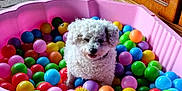 Flocon participe au concours pour gagner de l'argent avec cette photo : dog, white_dog, plastic_pool, colorful_balls, pink_pool, toy_ball, outdoor, pavement, playful, pet, happy, curly_fur, small_dog, animal, summer, fun, background, blue_tarp, wooden_furniture, green_chair