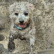 Flocon participe au concours pour gagner de l'argent avec cette photo : dog, muddy, curly_fur, tongue_out, outdoor, sand, playful, pet, happy, close_up, animal, collar, cute, fur, nature, dirty, portrait, small_dog, looking_up, adventure