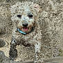 dog, muddy, curly_fur, tongue_out, outdoor, sand, playful, pet, happy, close_up, animal, collar, cute, fur, nature, dirty, portrait, small_dog, looking_up, adventure