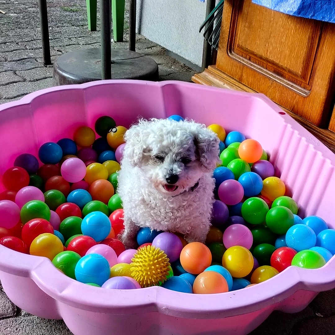 Ruby participe au concours pour gagner de l'argent avec cette photo : animal, background, blue_tarp, colorful_balls, curly_fur, dog, fun, green_chair, happy, outdoor, pavement, pet, pink_pool, plastic_pool, playful, small_dog, summer, toy_ball, white_dog, wooden_furniture
