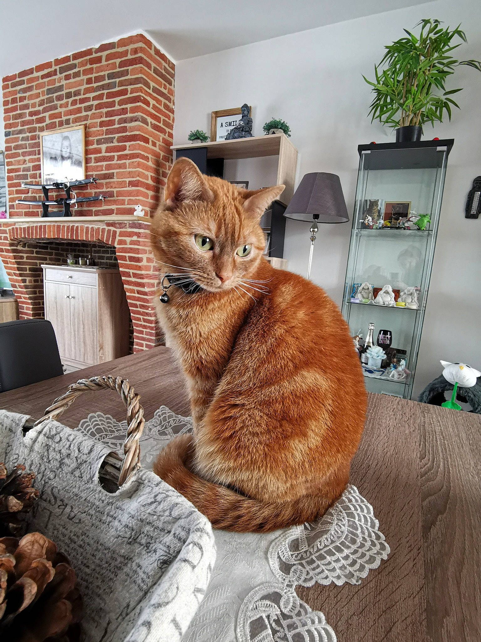 Naho a rejoint le concours — aidez-le/la à gagner de superbes lots ! asian, carnivore, cat, domestic_short_haired_cat, european_shorthair, fawn, felidae, fur, furniture, home, room, small_to_medium_sized_cats, tabby_cat, tail, whiskers