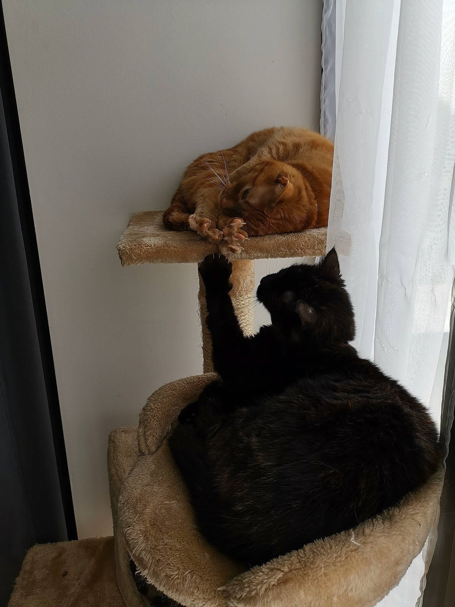 Naho participe au concours pour gagner de l'argent avec cette photo : carnivore, cat, felidae, fur, small_to_medium_sized_cats