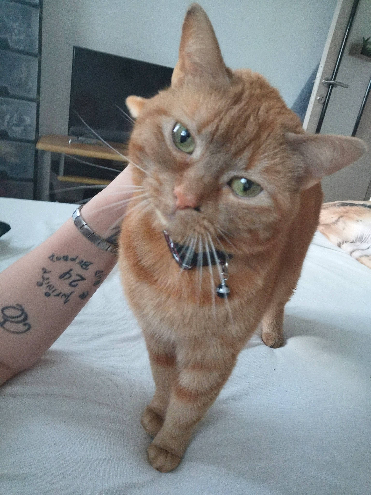 Naho a rejoint le concours — aidez-le/la à gagner de superbes lots ! aegean_cat, asian, carnivore, cat, domestic_short_haired_cat, european_shorthair, fawn, felidae, fur, german_rex, kitten, mammal, small_to_medium_sized_cats, snout, tabby_cat, whiskers