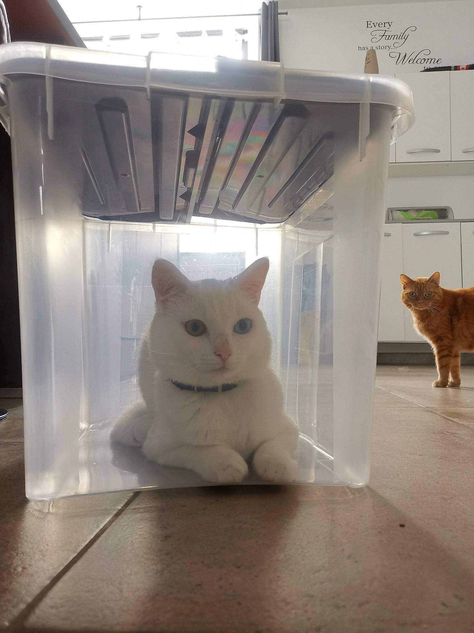 Naho participe au concours pour gagner de l'argent avec cette photo : asian, burmilla, carnivore, cat, colorpoint_shorthair, domestic_short_haired_cat, european_shorthair, felidae, khao_manee, refrigerator, small_to_medium_sized_cats, tail, turkish_angora, turkish_van, whiskers, white
