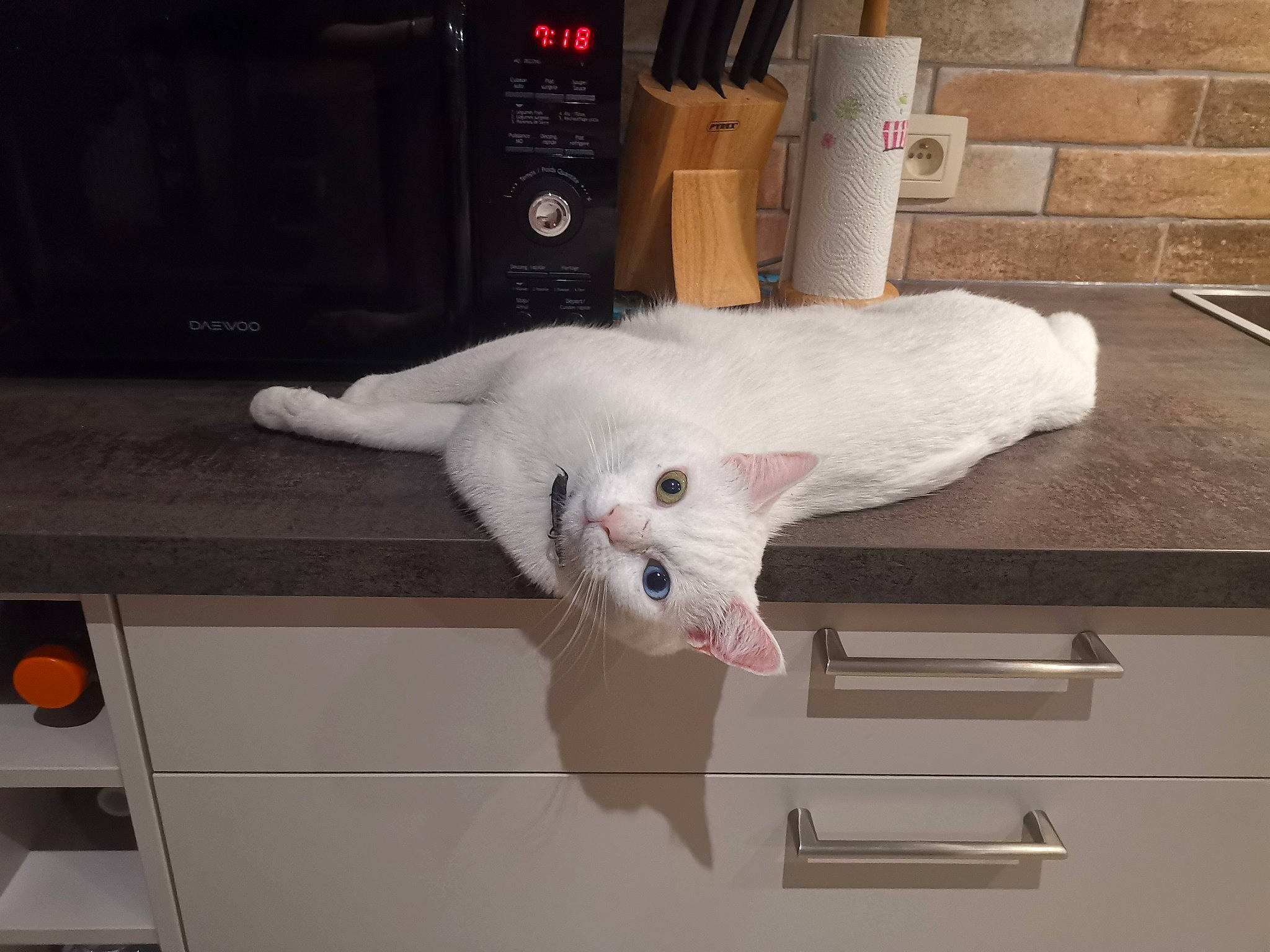 Nyhu a rejoint le concours — aidez-le/la à gagner de superbes lots ! canidae, carnivore, cat, felidae, small_to_medium_sized_cats, tail