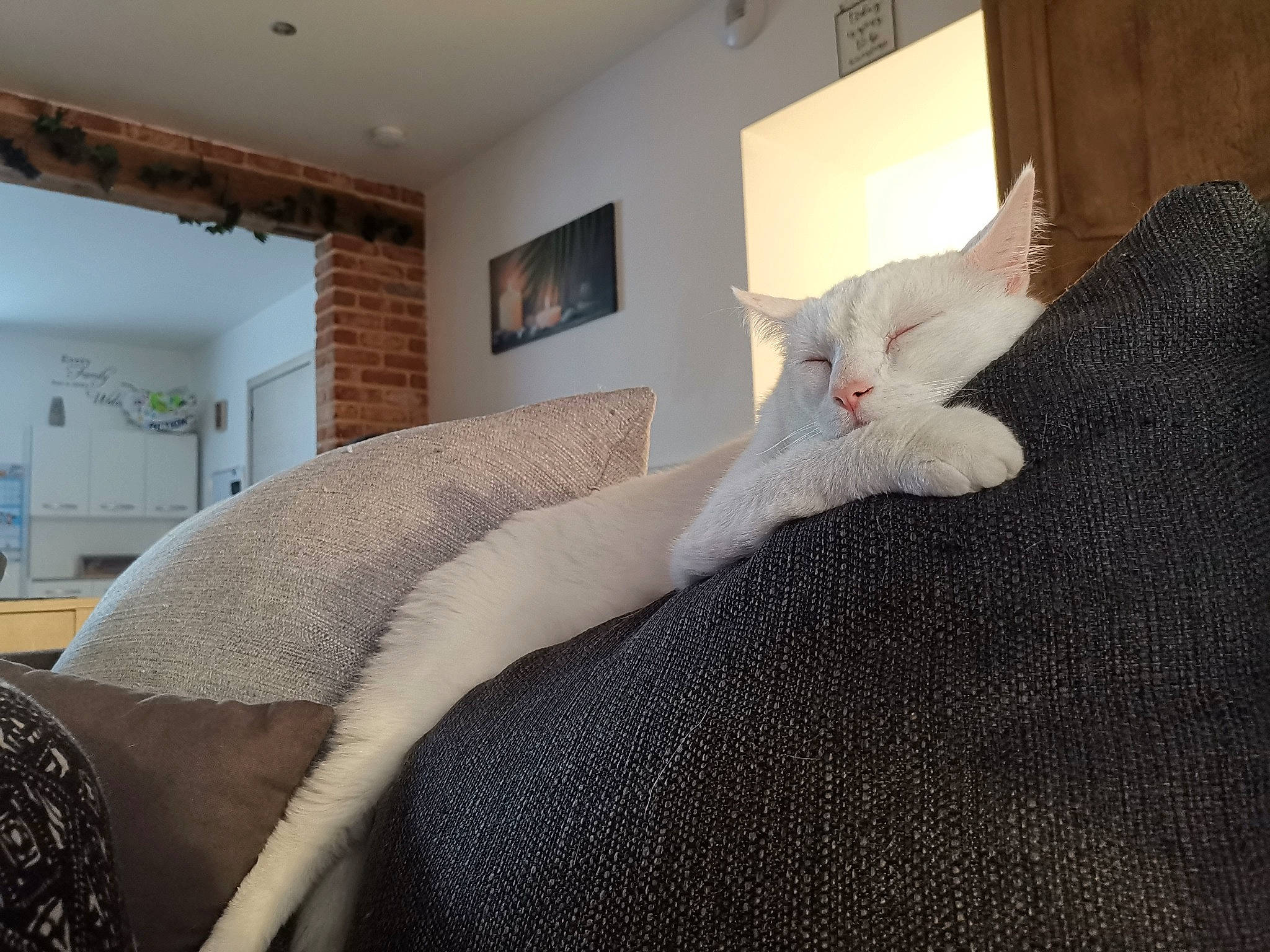 Nyhu a rejoint le concours — aidez-le/la à gagner de superbes lots ! carnivore, cat, comfort, ear, felidae, fur, furniture, home, interior_design, kitten, leg, linens, room, small_to_medium_sized_cats, tail, whiskers