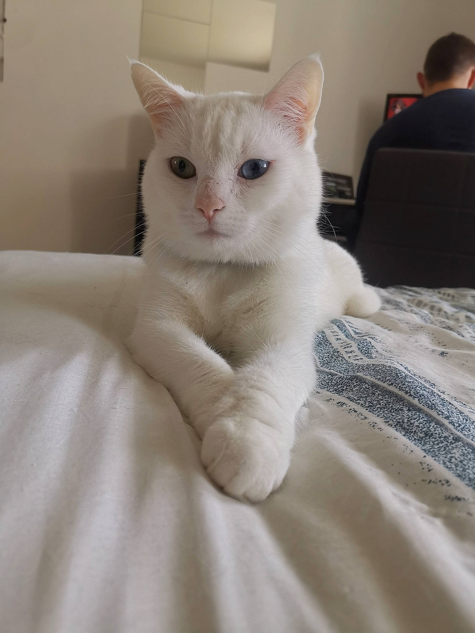 Nyhu a rejoint le concours — aidez-le/la à gagner de superbes lots ! aegean_cat, asian, burmilla, carnivore, cat, colorpoint_shorthair, domestic_short_haired_cat, eye, felidae, fur, javanese, khao_manee, kitten, mammal, polydactyl_cat, small_to_medium_sized_cats, turkish_angora, turkish_van, vertebrate, whiskers