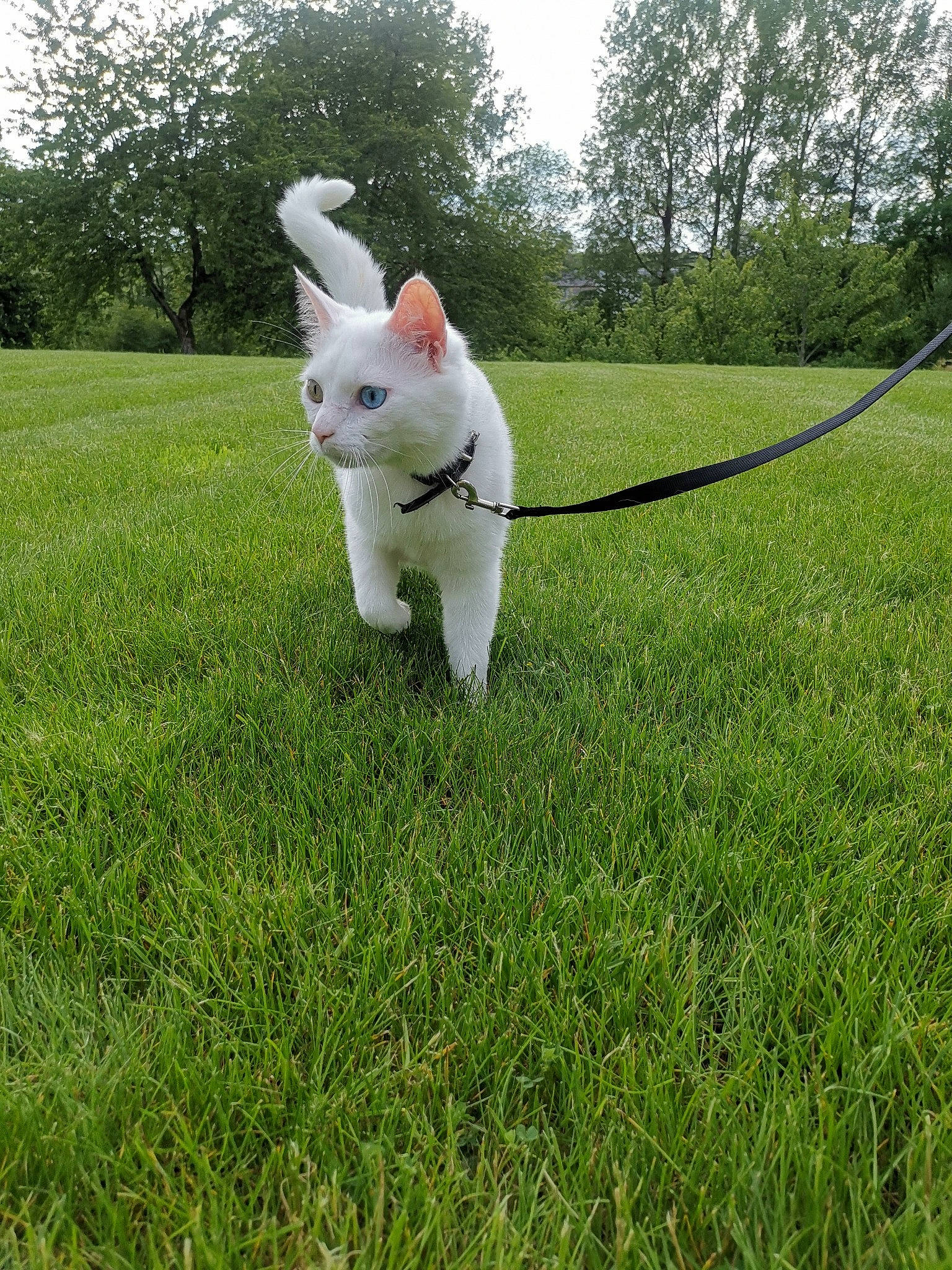 Nyhu a rejoint le concours — aidez-le/la à gagner de superbes lots ! domestic_rabbit, ear, easter_bunny, grass, hare, lawn, meadow, plant, rabbit, rabbits_and_hares, tail