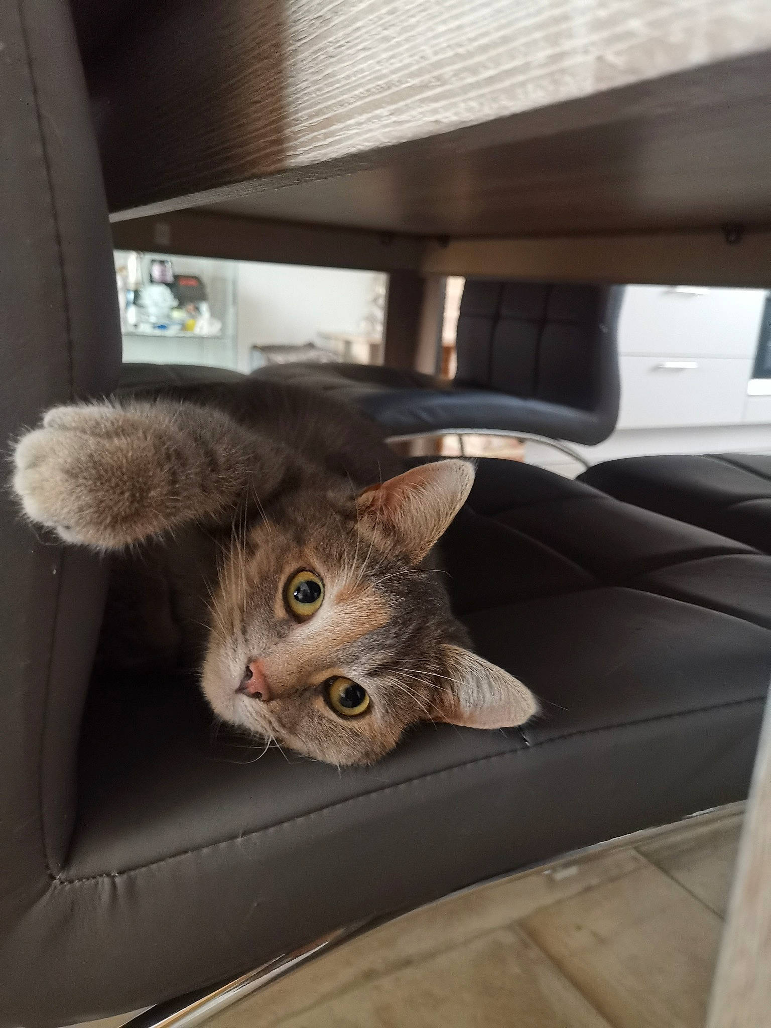 Nova a rejoint le concours — aidez-le/la à gagner de superbes lots ! car, carnivore, cat, domestic_short_haired_cat, european_shorthair, fawn, felidae, fur, german_rex, kitten, mammal, small_to_medium_sized_cats, tabby_cat, whiskers
