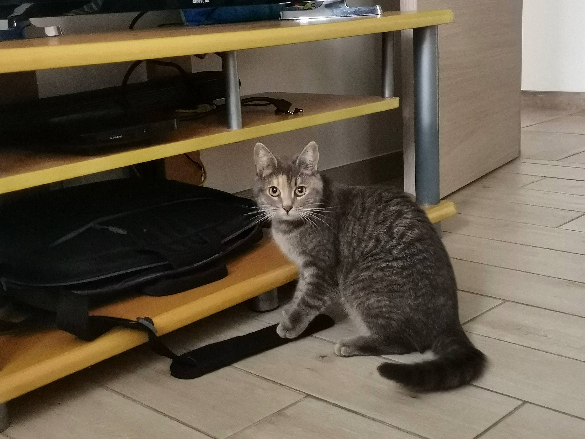 Nova participe au concours pour gagner de l'argent avec cette photo : asian, carnivore, cat, domestic_short_haired_cat, dragon_li, egyptian_mau, european_shorthair, felidae, floor, furniture, kitten, mammal, ocicat, polydactyl_cat, small_to_medium_sized_cats, tabby_cat, table, tail, whiskers