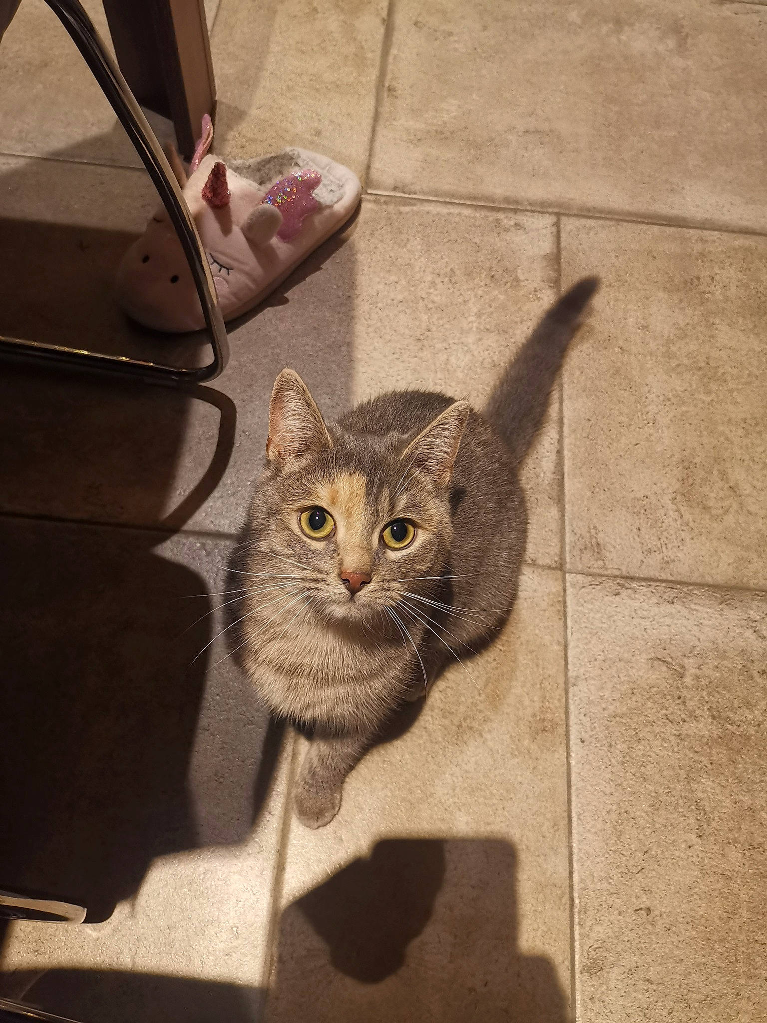 Nova a rejoint le concours — aidez-le/la à gagner de superbes lots ! aegean_cat, american_shorthair, asian, british_shorthair, carnivore, cat, domestic_short_haired_cat, dragon_li, european_shorthair, eye, felidae, floor, fur, kitten, ocicat, small_to_medium_sized_cats, snout, tabby_cat, whiskers, window