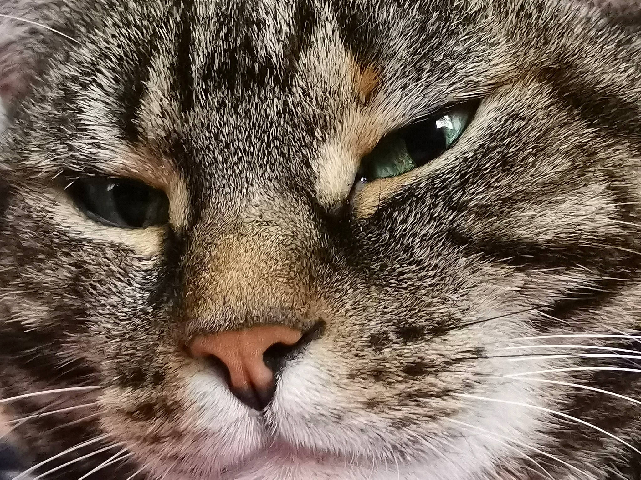 Nuka participe au concours pour gagner de l'argent avec cette photo : american_shorthair, asian, carnivore, cat, close_up, domestic_short_haired_cat, dragon_li, european_shorthair, eye, felidae, mammal, nose, pixie_bob, small_to_medium_sized_cats, snout, tabby_cat, vertebrate, whiskers, wild_cat, wildlife