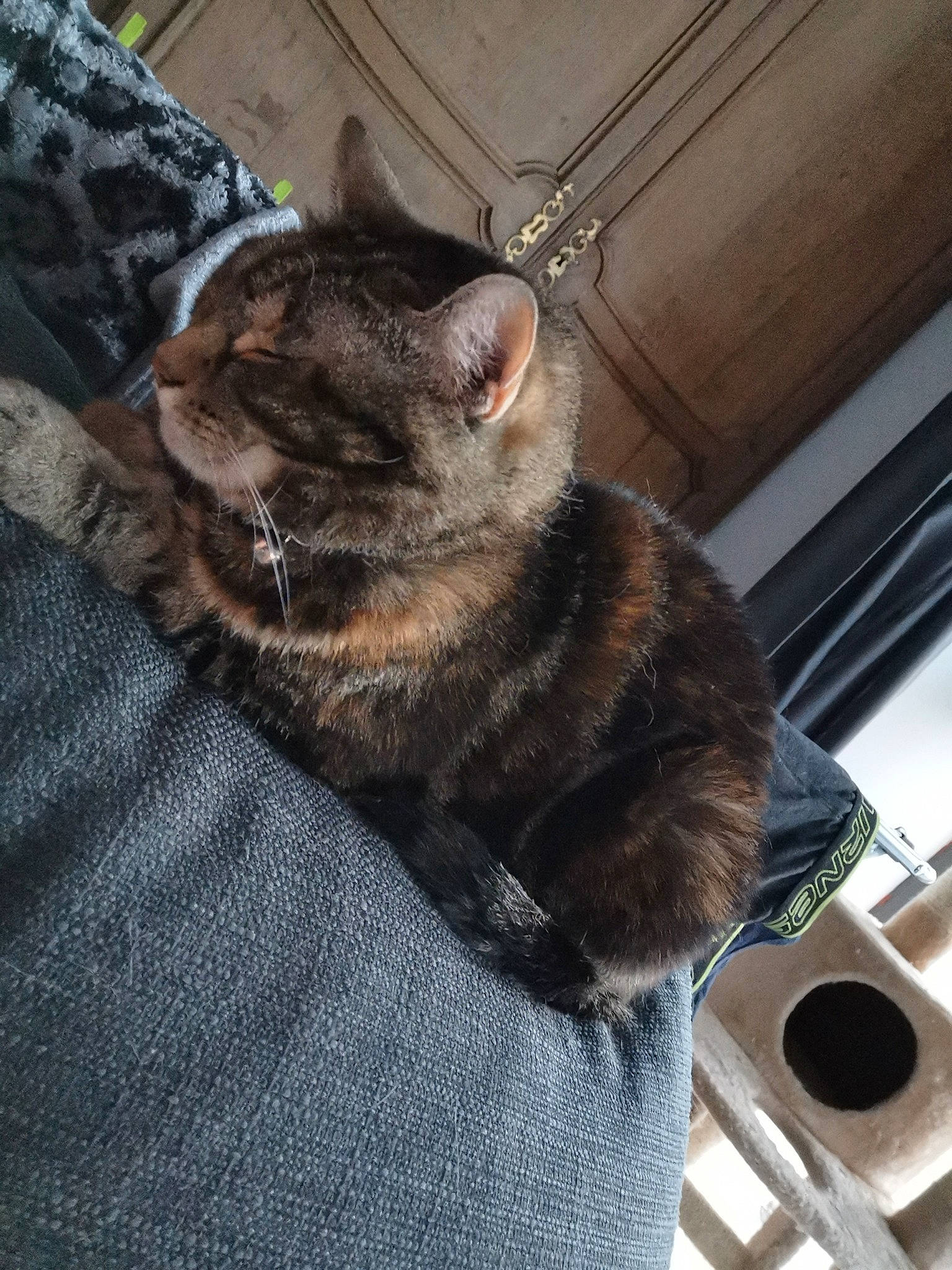 Nuka a rejoint le concours — aidez-le/la à gagner de superbes lots ! asian, carnivore, cat, domestic_short_haired_cat, dragon_li, european_shorthair, felidae, fur, german_rex, kitten, mammal, small_to_medium_sized_cats, snout, tabby_cat, whiskers