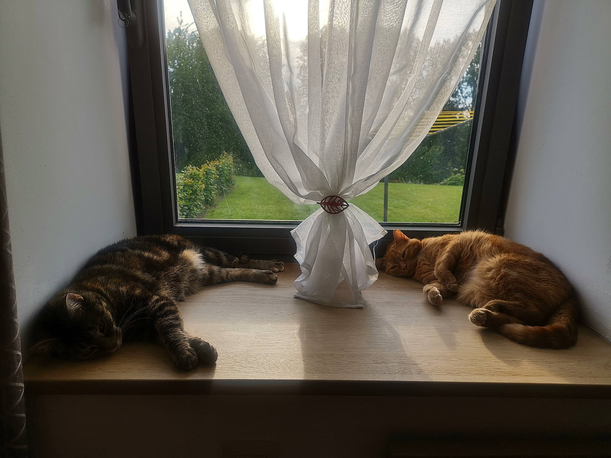 Nuka participe au concours pour gagner de l'argent avec cette photo : carnivore, cat, curtain, domestic_short_haired_cat, felidae, floor, fur, furniture, home, interior_design, kitten, ocicat, room, small_to_medium_sized_cats, tabby_cat, tail, textile, whiskers, window, window_treatment