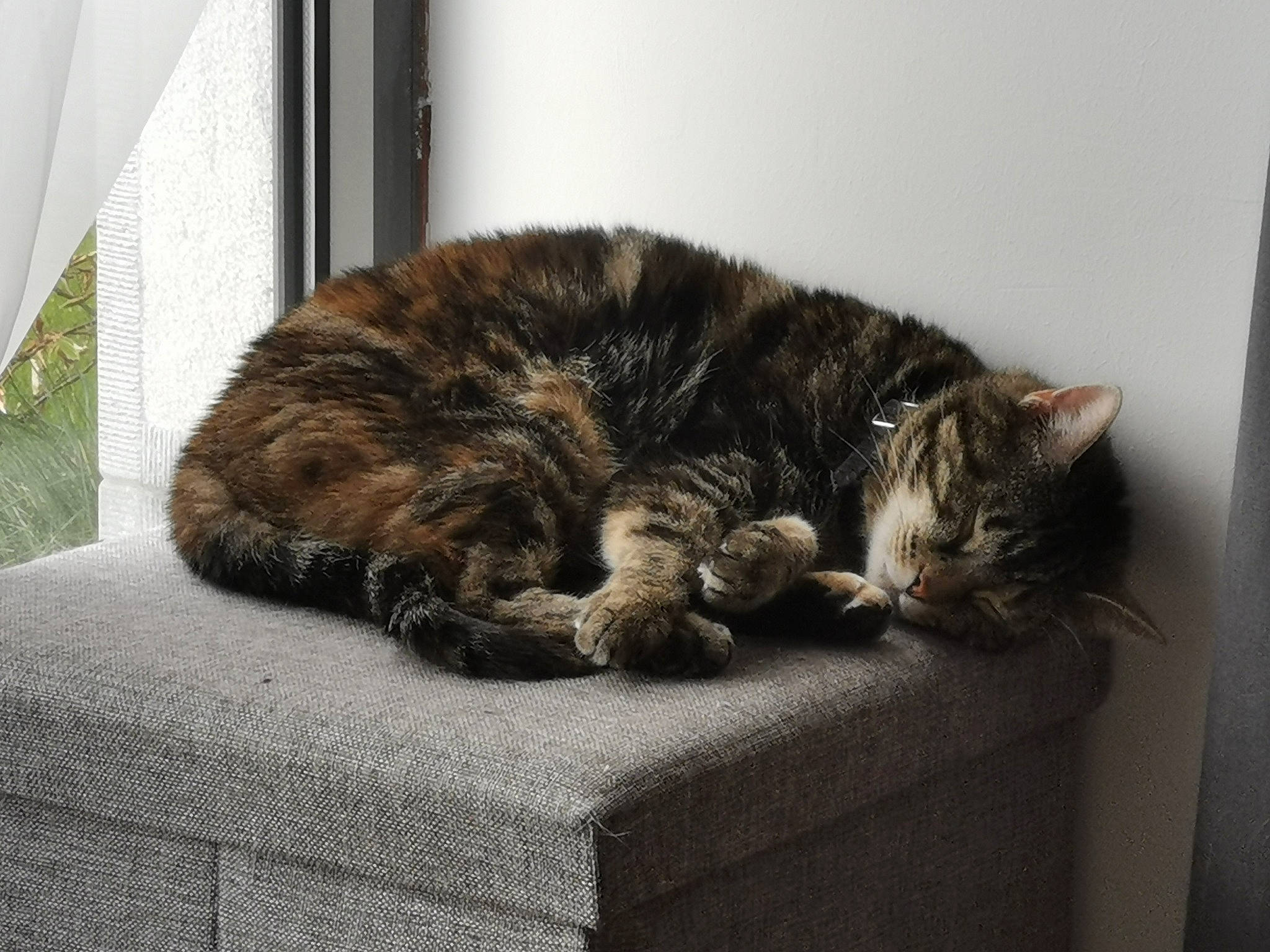 Nuka a rejoint le concours — aidez-le/la à gagner de superbes lots ! asian, carnivore, cat, comfort, domestic_short_haired_cat, dragon_li, ear, european_shorthair, felidae, fur, kitten, maine_coon, nap, norwegian_forest_cat, sleep, small_to_medium_sized_cats, tabby_cat, tail, whiskers