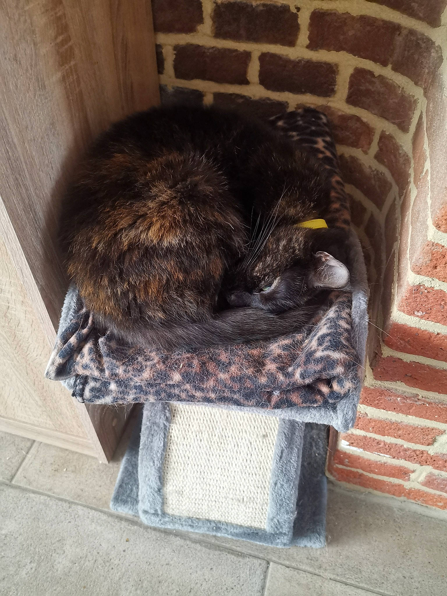 Neya participe au concours pour gagner de l'argent avec cette photo : black_cat, cat, felidae, fur, norwegian_forest_cat, small_to_medium_sized_cats, tail