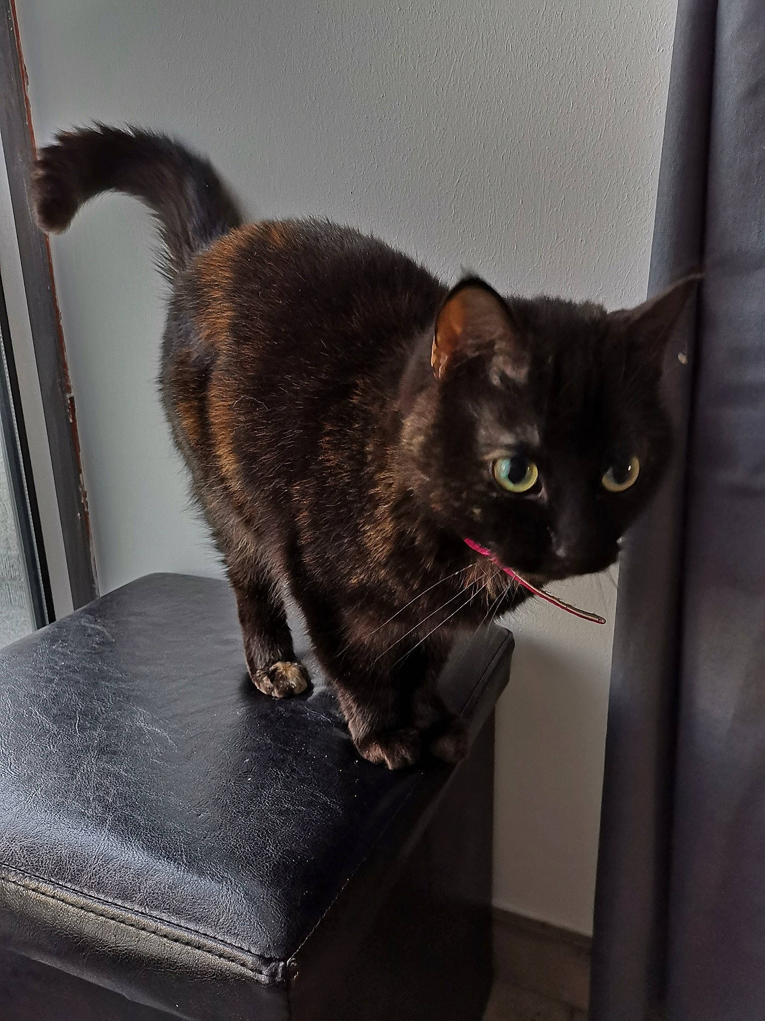 Neya a rejoint le concours — aidez-le/la à gagner de superbes lots ! asian, black_cat, carnivore, cat, chartreux, domestic_short_haired_cat, european_shorthair, felidae, fur, german_rex, kitten, korat, mammal, small_to_medium_sized_cats, tail, whiskers, window