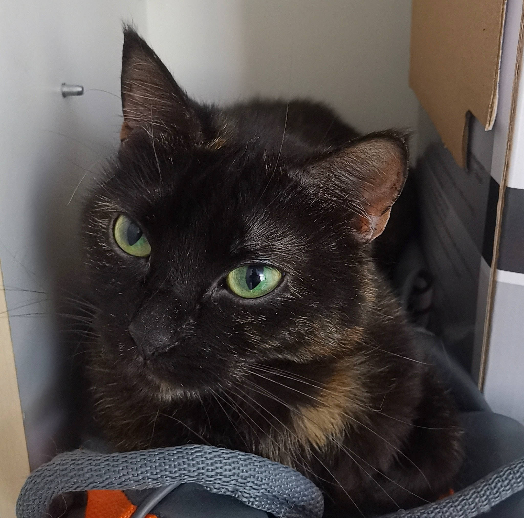 Neya participe au concours pour gagner de l'argent avec cette photo : asian, black_cat, bombay, burmese, carnivore, cat, domestic_short_haired_cat, felidae, havana_brown, korat, mammal, nebelung, russian_blue, small_to_medium_sized_cats, snout, vertebrate, whiskers