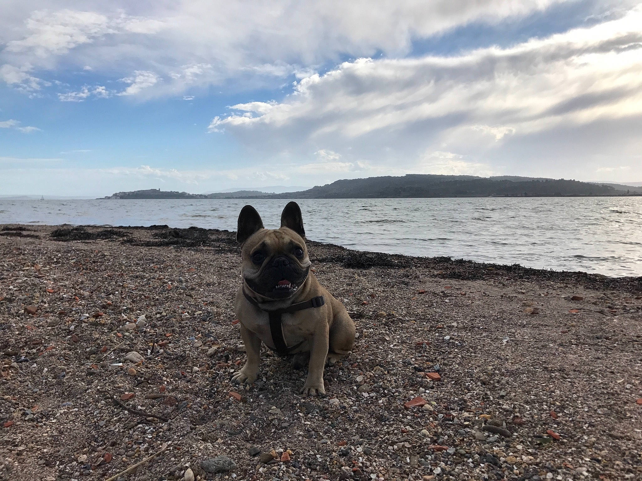 Iron a rejoint le concours — aidez-le/la à gagner de superbes lots ! akita, beach, canidae, carnivore, coast, dog, dog_breed, fawn, non_sporting_group, norwegian_elkhound, ocean, sand, sea, sky, vacation, working_dog