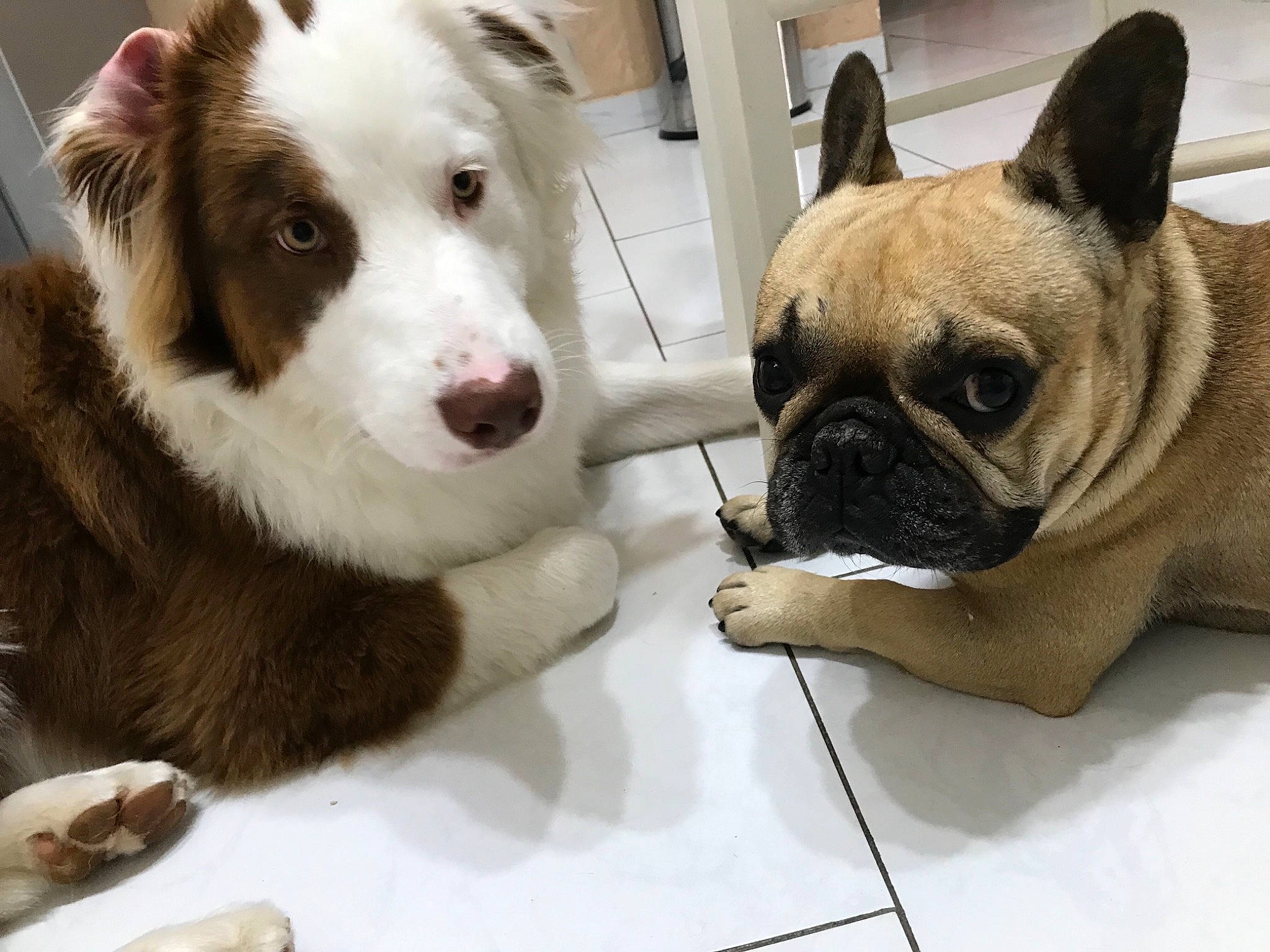 Iron a rejoint le concours — aidez-le/la à gagner de superbes lots ! american_bulldog, bulldog, canidae, carnivore, companion_dog, dog, dog_breed, eye, french_bulldog, mammal, non_sporting_group, nose, old_english_bulldog, olde_english_bulldogge, puppy, puppy_love, skin, snout, toy_bulldog, vertebrate