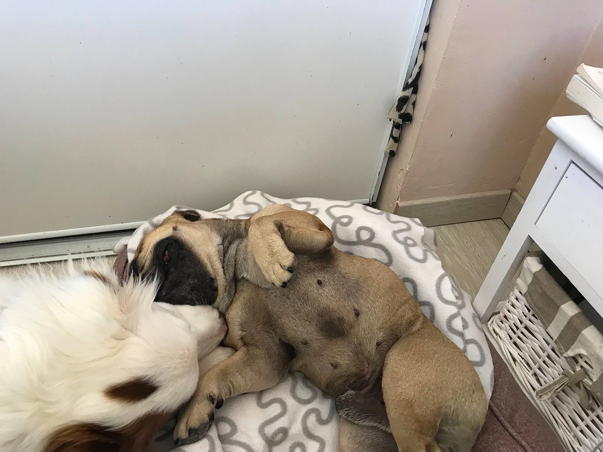 Iron a rejoint le concours — aidez-le/la à gagner de superbes lots ! canidae, carnivore, companion_dog, dog, dog_breed, lhasa_apso, nap, non_sporting_group, petit_basset_griffon_vendeen, pug, puppy, puppy_love, shih_tzu, sporting_group, toy_dog