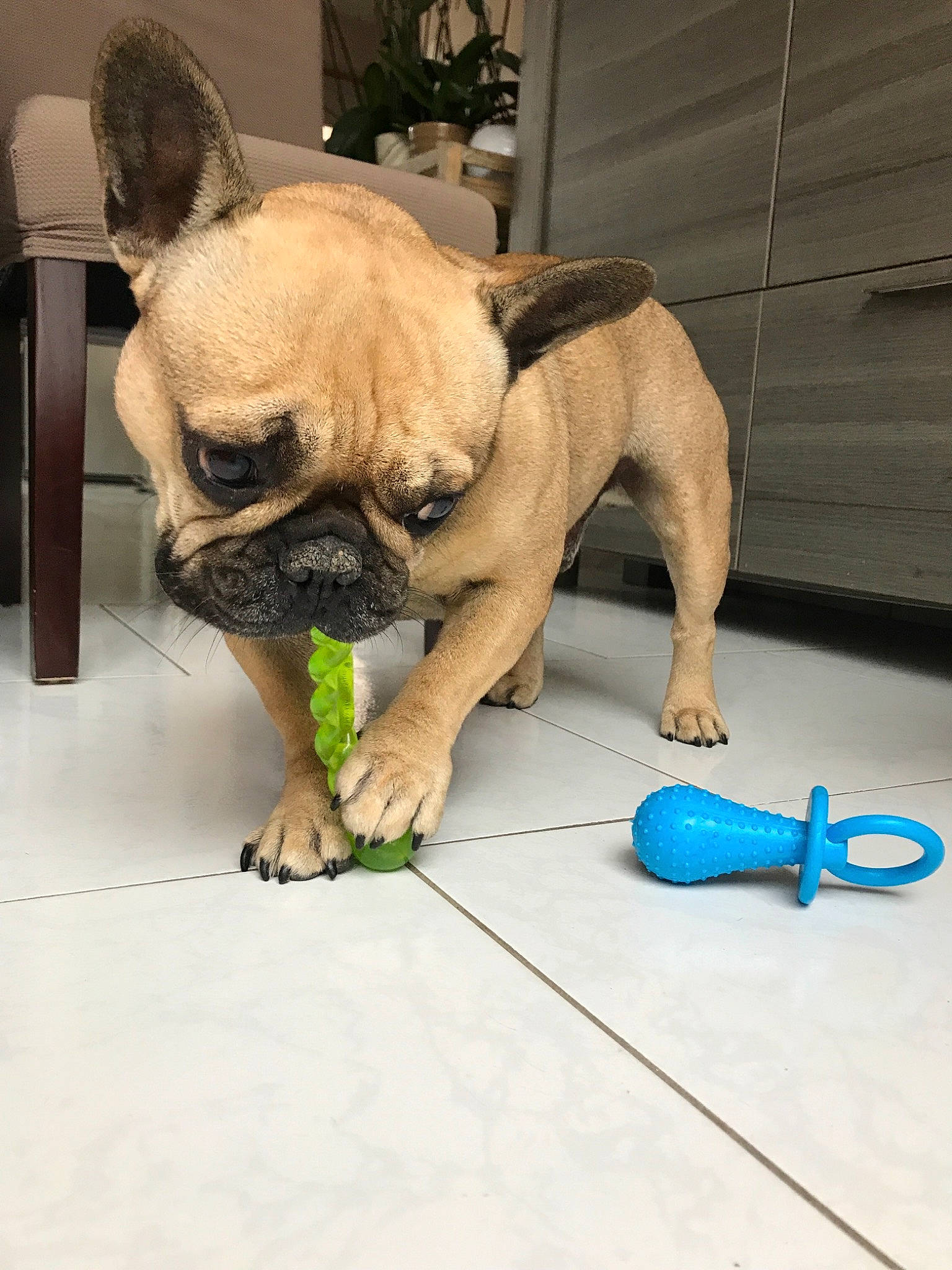 Iron participe au concours pour gagner de l'argent avec cette photo : bulldog, canidae, carnivore, companion_dog, dog, dog_breed, dog_collar, dog_toy, ear, fawn, french_bulldog, mammal, non_sporting_group, paw, pug, puppy, snout, toy_bulldog, toy_dog