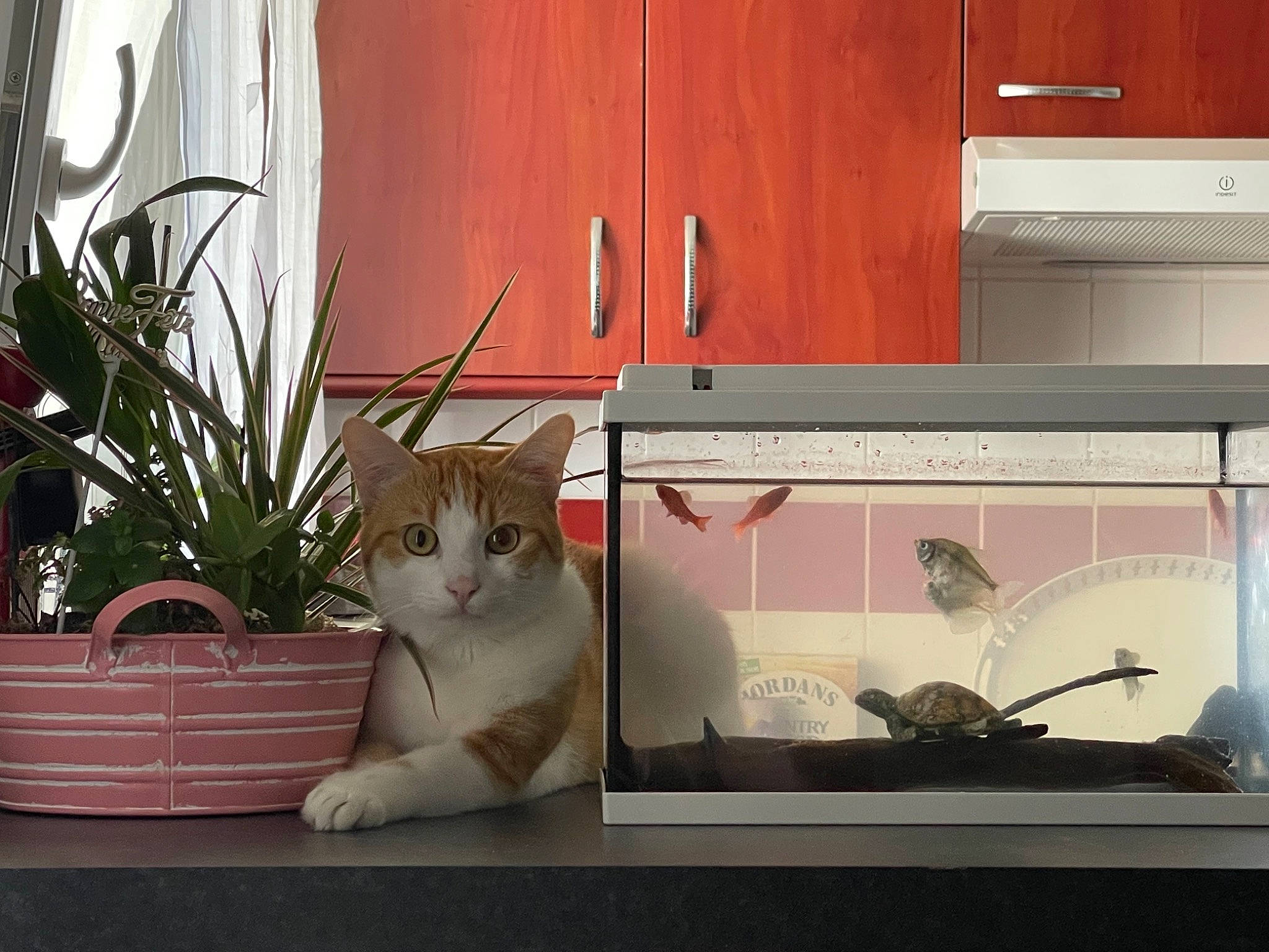 Rouxy a rejoint le concours — aidez-le/la à gagner de superbes lots ! art, carnivore, cat, domestic_short_haired_cat, door, felidae, flowerpot, fur, houseplant, interior_design, output_device, plant, rectangle, room, sitting, small_to_medium_sized_cats, tail, whiskers, window, wood